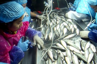 海水養(yǎng)殖魚類病害防控生物制品研發(fā)與應(yīng)用項目通過階段驗收